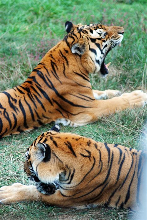 Chinese Tigers Parimatch